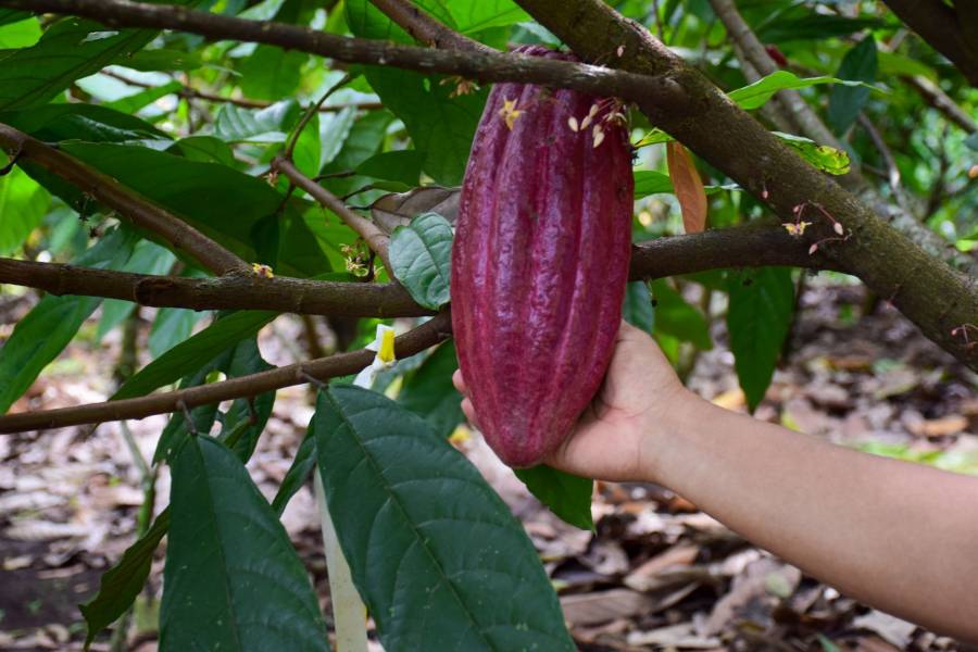 Gobierno federal proyecta producción de 10 mil toneladas de cacao en Tabasco