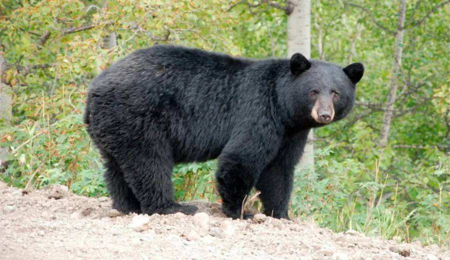 Tablas con clavos para ahuyentar osos generan alerta en San Pedro Garza García 