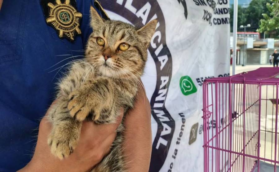 Concluye con éxito jornada de adopción animal de la SSC en la Glorieta de los Insurgentes