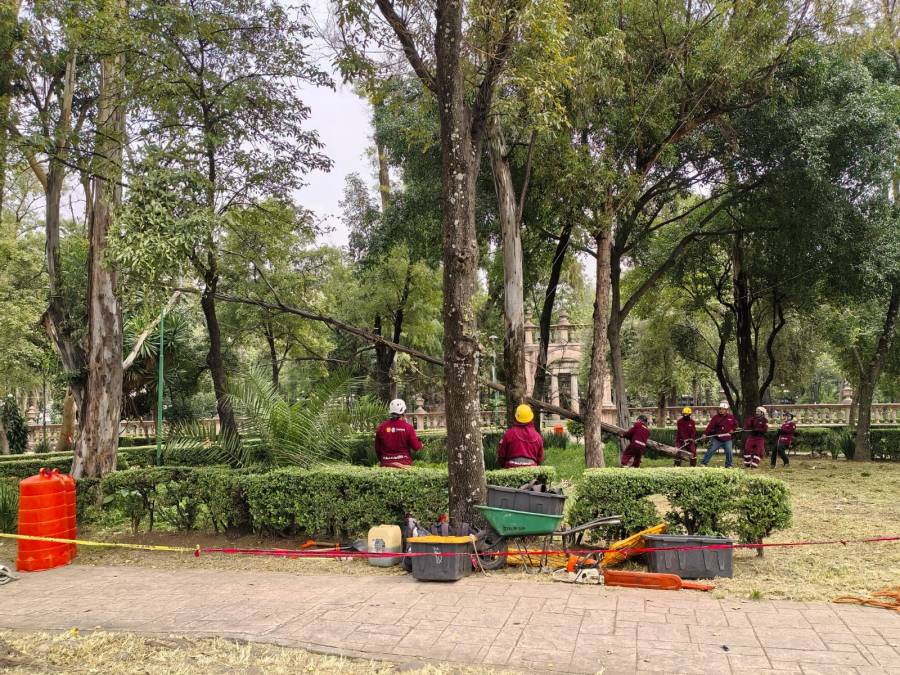 SEDEMA inicia trabajos de poda estratégica y manejo del arbolado en la Tercera Sección de Tlatelolco