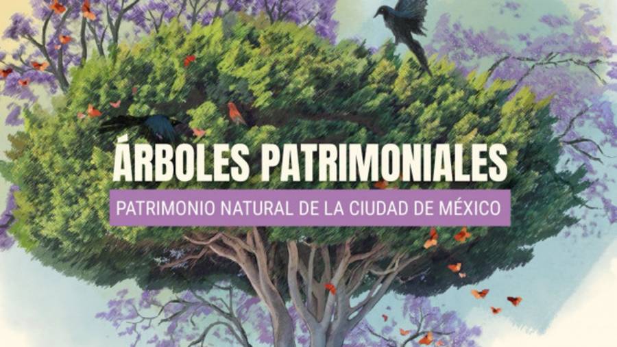 Reconoce Ciudad de México a diez árboles como Patrimonio Natural por su valor ambiental, histórico y cultural