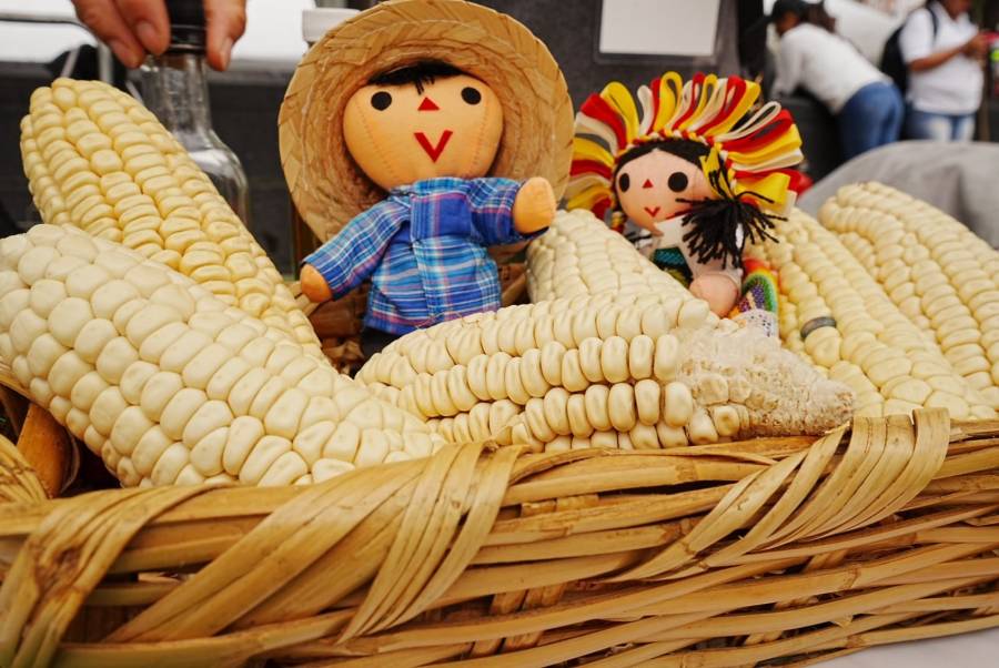 Sedema invita a disfrutar de la Feria del Maíz y la Agrobiodiversidad 2026 