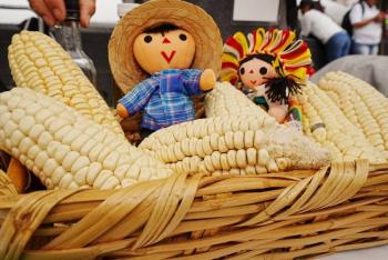 Sedema invita a disfrutar de la Feria del Ma&iacute;z y la Agrobiodiversidad 2026