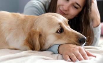 Seis se&ntilde;ales en la piel de tu perro que podr&iacute;an revelar un problema de salud