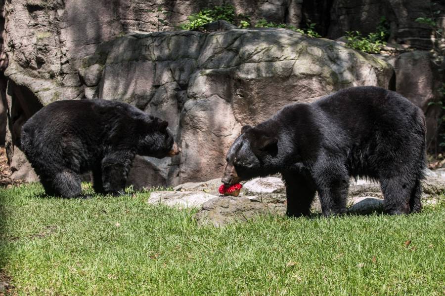 Nuevo León pide retirar tablas con clavos para ahuyentar osos negros y apuesta por medidas de convivencia  