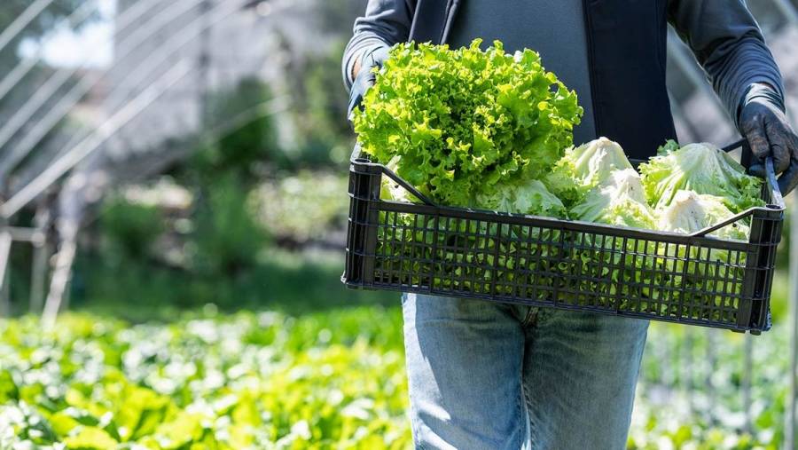 Salud y Cofepris descartan viacutenculo de productos mexicanos con brotes de salmonela y Cyclospora en Estados Unidos