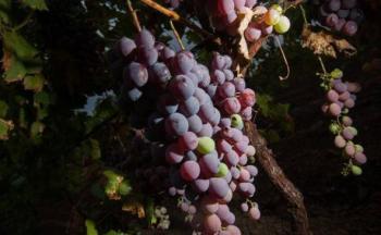 Producci&oacute;n de uva para vino en M&eacute;xico crece 3.85% anual y valor supera 1,412 mdp