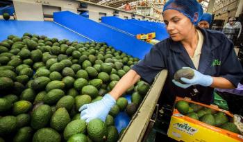 Agricultura y SAT fortalecen la cadena de exportacioacuten de aguacate a Estados Unidos