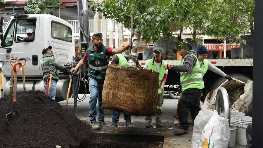 Sedema concluye reforestación del Centro Histórico con mil árboles nativos como parte del plan para plantar un millón en CDMX