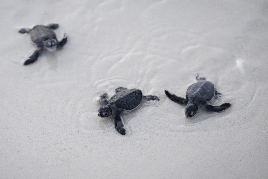 Frente al declive de las especies, la tortuga verde ofrece un rayo de esperanza