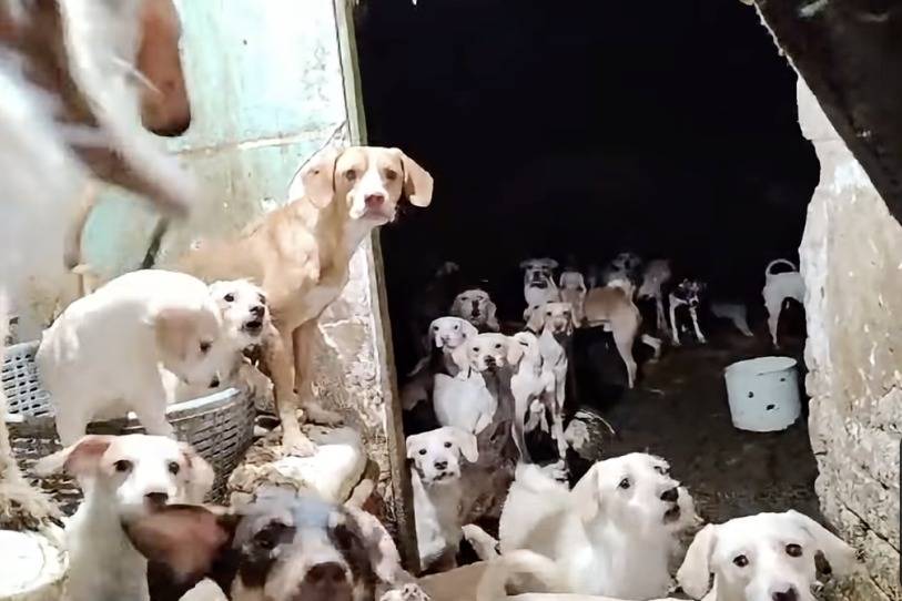 Rescatan a 50 animales en Iztapalapa tras denuncias por hacinamiento y condiciones insalubres