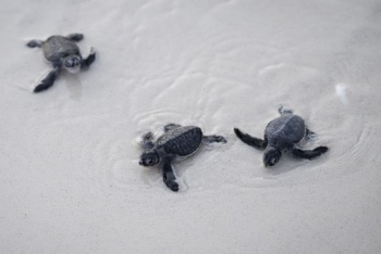 Frente al declive de las especies, la tortuga verde ofrece un rayo de esperanza