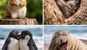 Comedy Wildlife Awards 2026: los finalistas de las fotos de animales m&aacute;s divertidas y c&oacute;mo votar
