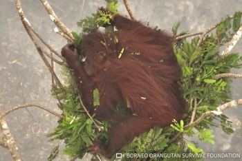Indonesia suelta en un bosque a ocho orangutanes rescatados de incendios