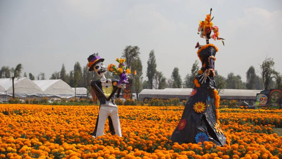 Florece la tradición del Día de Muertos con el cempasúchil del suelo de conservación