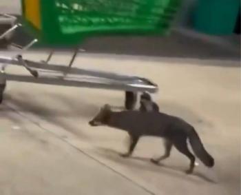 Sacrifican a zorra gris con rabia en Canc&uacute;n tras rasgu&ntilde;ar a una ni&ntilde;a