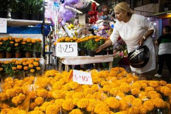 Productores de Xochimilco y Tlaacutehuac cultivan 10 millones de flores de cempasuacutechil para el Diacutea de Muertos 2026