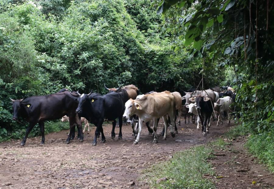 Sonora busca elevar exportación de ganado a Estados Unidos a 3 mil cabezas diarias