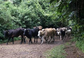 Sonora busca elevar exportaci&oacute;n de ganado a Estados Unidos a 3 mil cabezas diarias