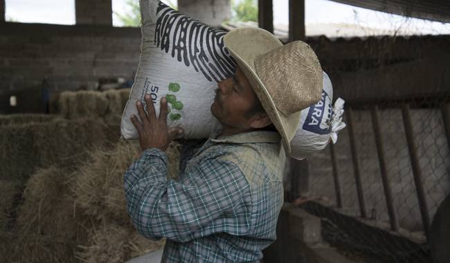 El programa de incentivos al maíz blanco registra un avance de 99.8% en atención de productoras y productores