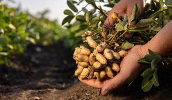Crece 233  la produccioacuten nacional de cacahuate alcanza maacutes de 86 mil toneladas AGRICULTURA