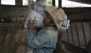 El programa de incentivos al ma&iacute;z blanco registra un avance de 99.8% en atenci&oacute;n de productoras y productores