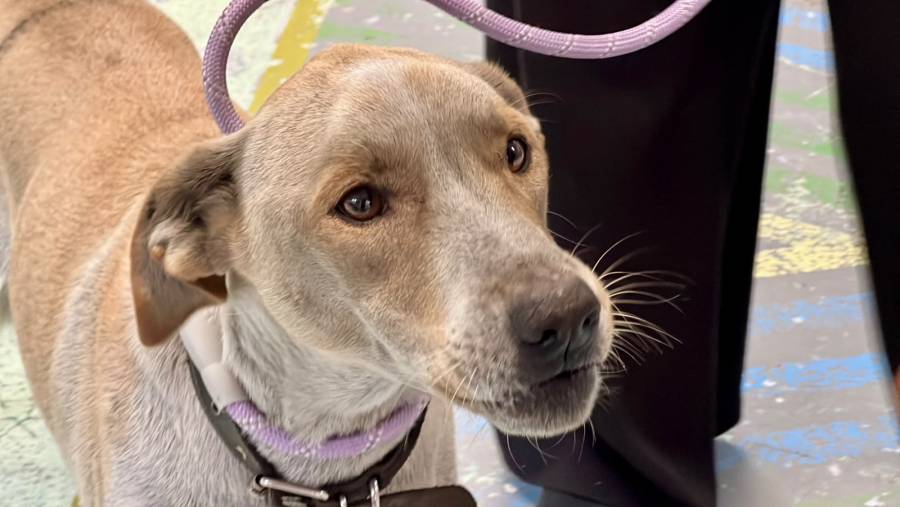 Centro de Transferencia Canina del Metro busca hogar para 43 perros rescatados; 72 ya fueron adoptados en 2026 