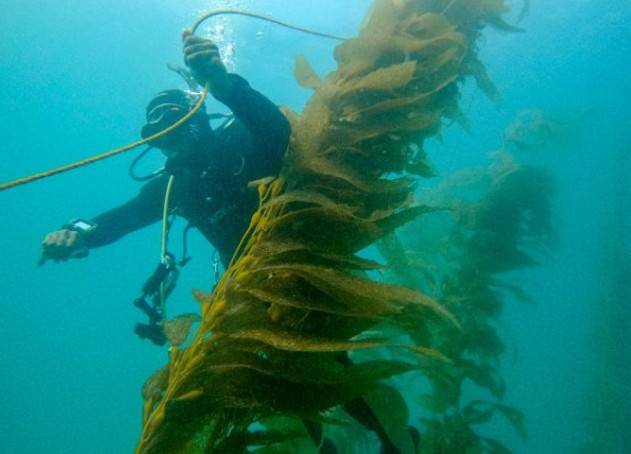 M&eacute;xico busca recuperar bosque submarino amenazado por El Ni&ntilde;o
