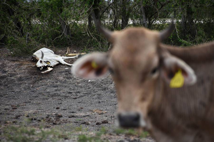 Sonora suspende exportación de ganado a Estados Unidos por revisión sanitaria preventiva  