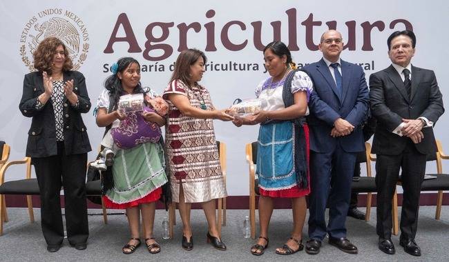 AGRICULTURA fortalece la soberanía alimentaria con 35 muestras de maíz nativo para Guerrero  