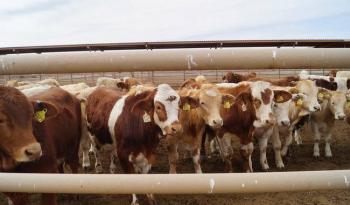 Activa AGRICULTURA protocolo para identificar origen de aftas en becerro en estaci&oacute;n cuarentenaria de Agua Prieta, Sonora