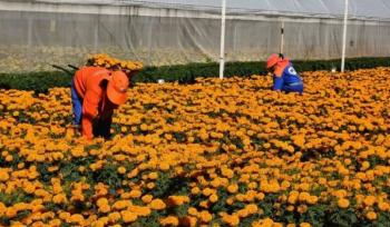 Adornar&aacute;n Quer&eacute;taro con 35 mil flores de cempas&uacute;chil para D&iacute;a de Muertos