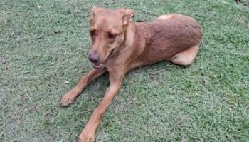 SEDIF y Fiscal&iacute;a resguardan a tres caninos por presunto maltrato en San Andr&eacute;s Cholula