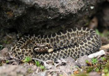Liberan 33 animales silvestres en el Cerro de las Navajas, Hidalgo