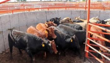 M&eacute;xico reanuda exportaci&oacute;n de ganado en pie a EU desde Puerto Palomas, Chihuahua