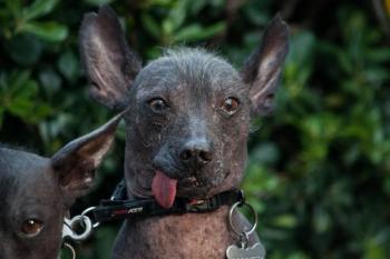 Xoloitzcuintle recibe reconocimiento como patrimonio cultural inmaterial de CDMX