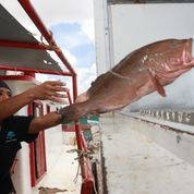 Inicia el 1 de abril captura de mero en Golfo de México y mar Caribe