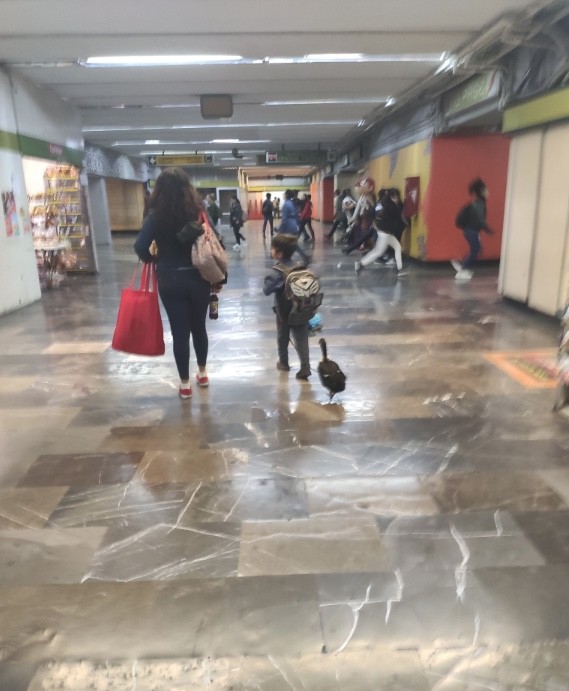 Usuarios captan a pato con zapatos paseando en el Metro