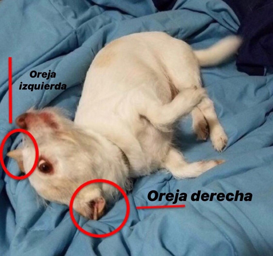 Explicación perrito