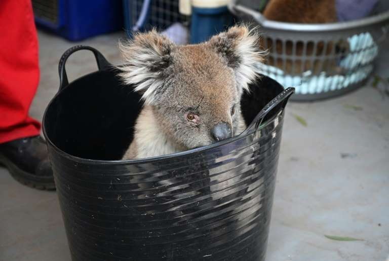 Es creado un hospital improvisado para Koalas en Australia