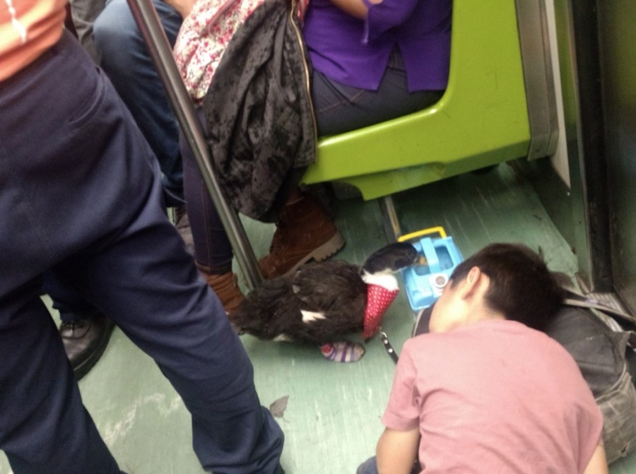 Usuarios captan a pato con zapatos paseando en el Metro