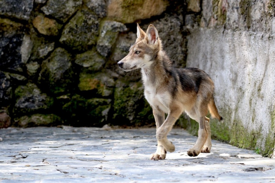 En el EdoMex nacen cachorros de lobo gris mexicano