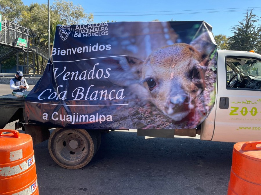 Llegan 14 venados cola blanca a reserva Peteretes en Cuajimalpa