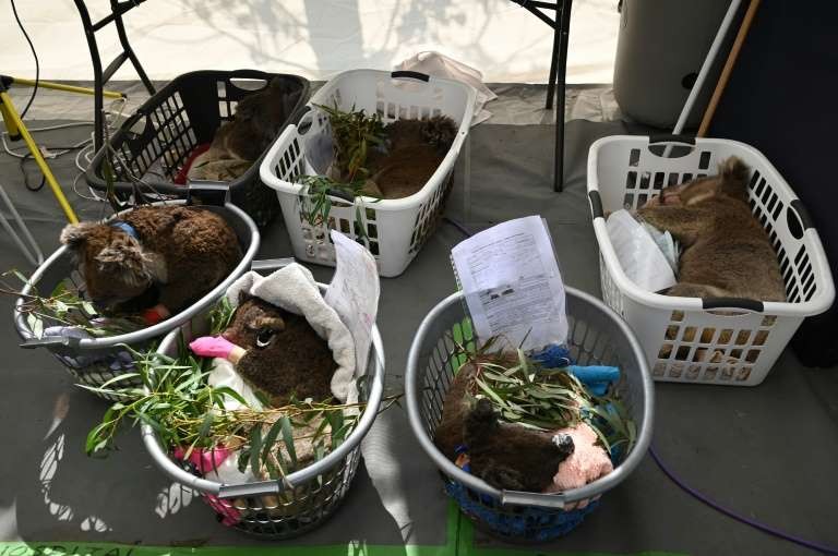 Es creado un hospital improvisado para Koalas en Australia