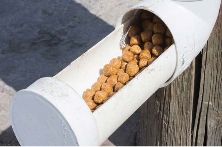 Comedor para perritos sin hogar en San Luis Potosí