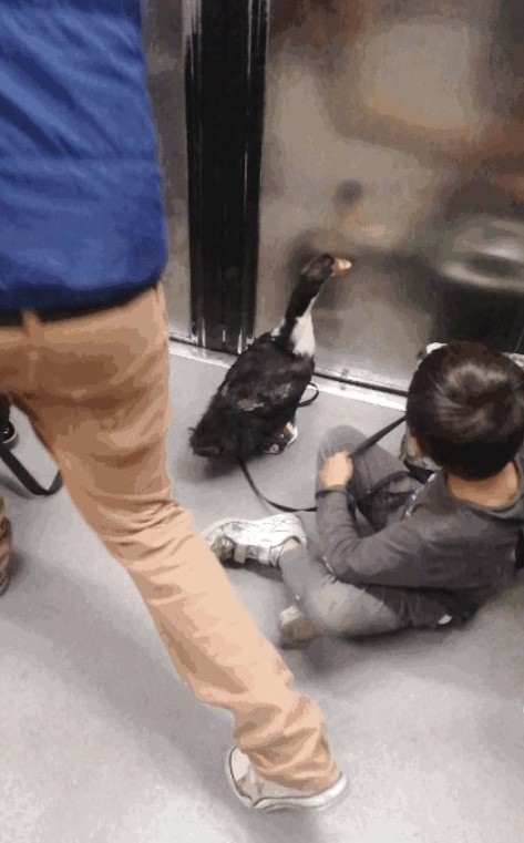 Usuarios captan a pato con zapatos paseando en el Metro