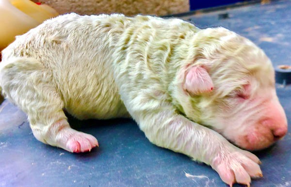 Pistacho, el perrito verde que sorprendió al mundo