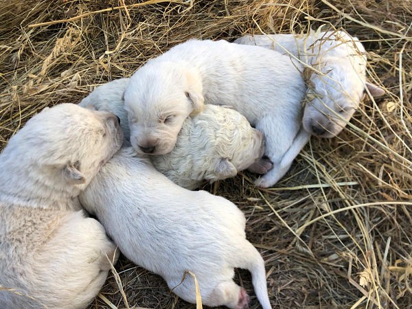 Pistacho, el perrito verde que sorprendió al mundo