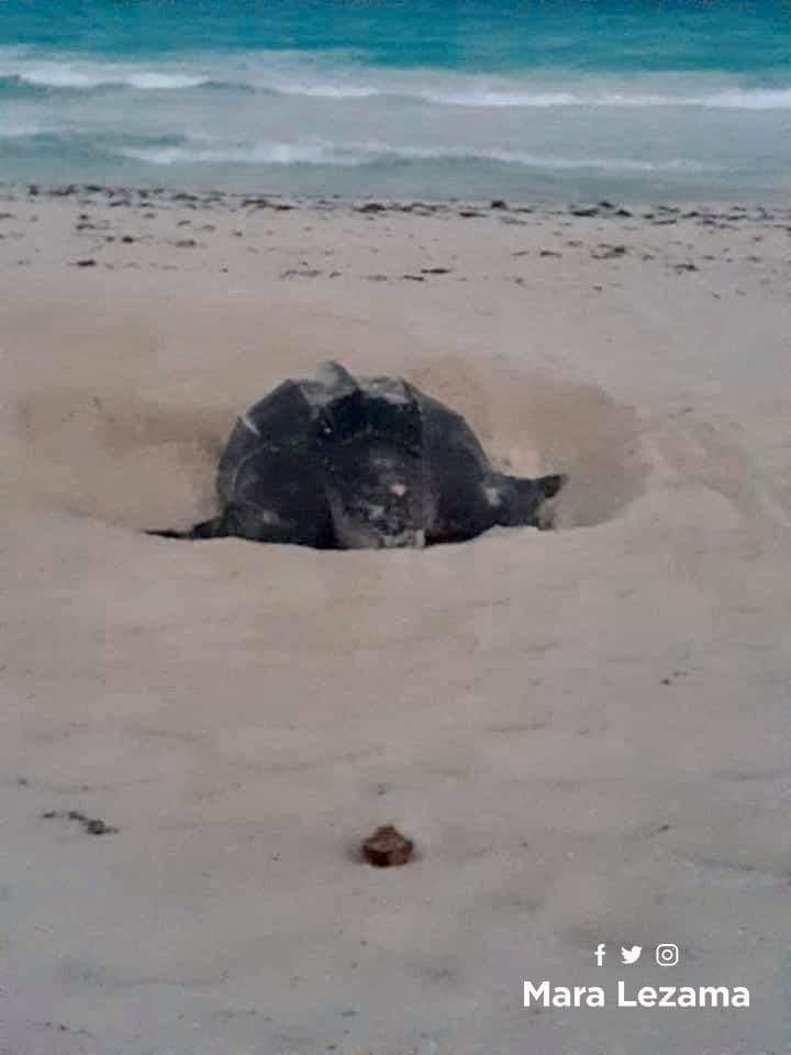 Liberación de Tortugas en Puerto Morelos