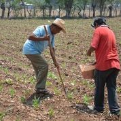 Agricultura